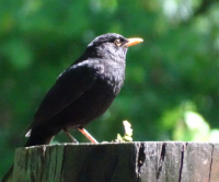 <a href="/veranstaltungen/detailansicht/event/gartenandacht-3.html" target="_self">Gartenandacht</a>