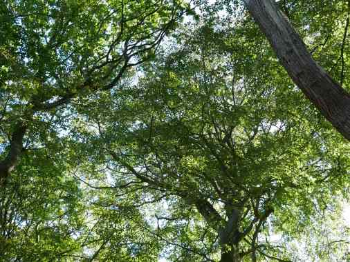 Kirche der Wildnis - naturverbunden und heilig