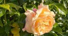 Sommerandacht