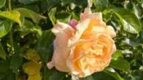 Sommerandacht