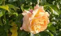 <a href="/veranstaltungen/detailansicht/event/sommerandacht-22.html" target="_self">Sommerandacht</a>