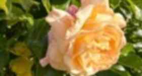 Sommerandacht