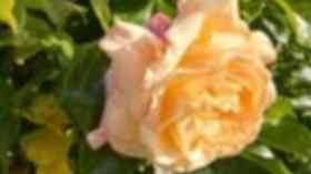 Sommerandacht