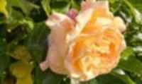 <a href="/veranstaltungen/detailansicht/event/sommerandacht-23.html" target="_self">Sommerandacht</a>