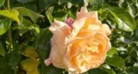 Sommerandacht