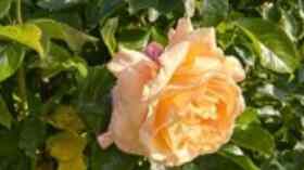 Sommerandacht