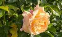 <a href="/veranstaltungen/detailansicht/event/sommerandacht-25.html" target="_self">Sommerandacht</a>