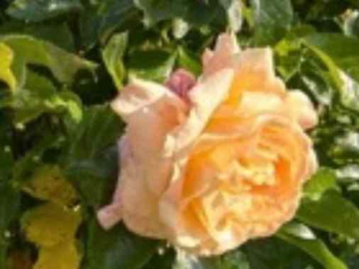 Sommerandacht