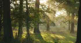 Taufgottesdienst im Wald