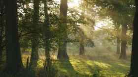 Taufgottesdienst im Wald