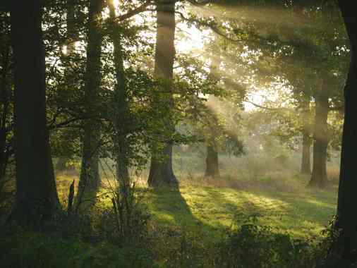 Taufgottesdienst im Wald