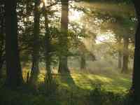 <a href="/veranstaltungen/detailansicht/event/waldgottesdienst-mit-taufen-4.html" target="_self">Taufgottesdienst im Wald</a>