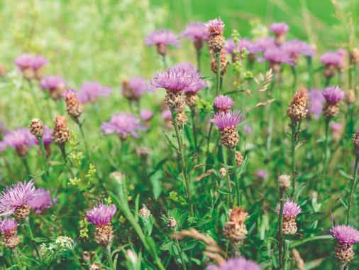 Naturnahe Staudenbeete