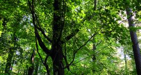 Artenvielfalt im Wald
