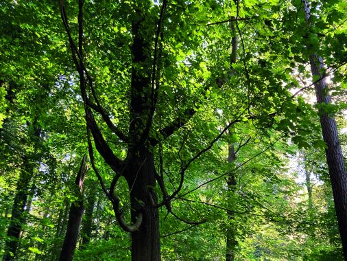 Artenvielfalt im Wald
