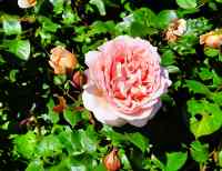 <a href="/veranstaltungen/detailansicht/event/sommer-abend-andacht-4.html" target="_self">Sommer-Abend-Andacht</a>