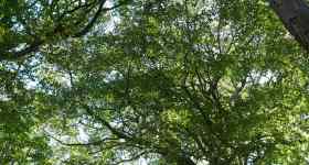 Kirche der Wildnis - naturverbunden und heilig