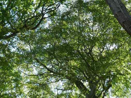 Kirche der Wildnis - naturverbunden und heilig