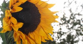 Herbst-Detox-Woche