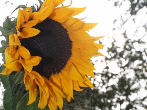 Herbst-Detox-Woche