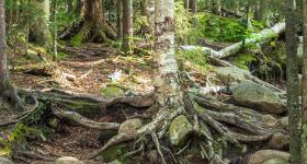 Visionssuche - Herzenswege in der Wildnis