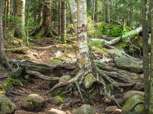 Visionssuche - Herzenswege in der Wildnis