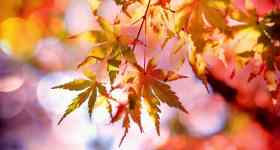 Musikalisch-herbstliche Abendandacht