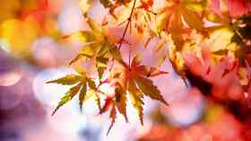 Musikalisch-herbstliche Abendandacht