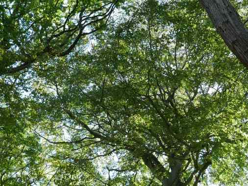 Kirche der Wildnis - naturverbunden und heilig