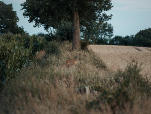 Einladung zum Gottesdienst in die Kapelle des Lindenhofs