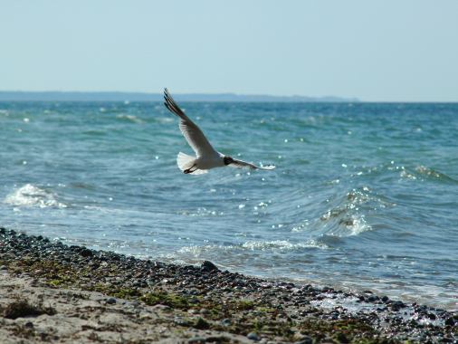 SOMMERKIRCHE: Gottesdienst der Förderegion am Strand von Bockholmwik mit Pastorin Sabrina Biehl