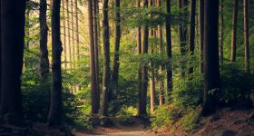 SOMMERKIRCHE: Gottesdienst der Förderegion im Wald von Dollerupholz