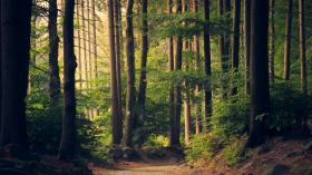 SOMMERKIRCHE: Gottesdienst der Förderegion im Wald von Dollerupholz
