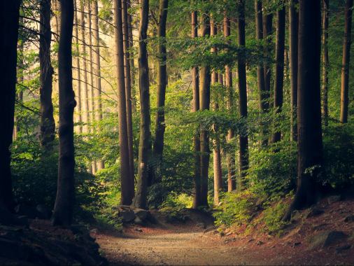 SOMMERKIRCHE: Gottesdienst der Förderegion im Wald von Dollerupholz