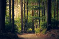 <a href="/veranstaltungen/detailansicht/event/sommerkirche-gottesdienst-der-foerderegion-im-wald-von-dollerupholz.html" target="_self">SOMMERKIRCHE: Gottesdienst der Förderegion im Wald von Dollerupholz</a>