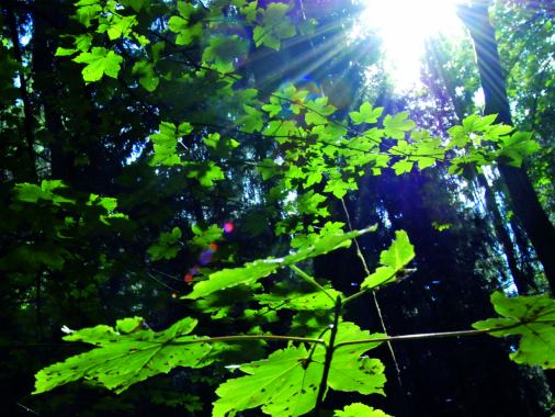 Waldgottesdienst in Timmaspe mit Pastorin Büstrin da Costa