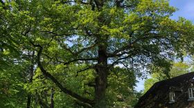 Waldgottesdienst in der Marienhölzung