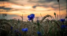 Sommerabendandacht auf dem Söruper Friedhof