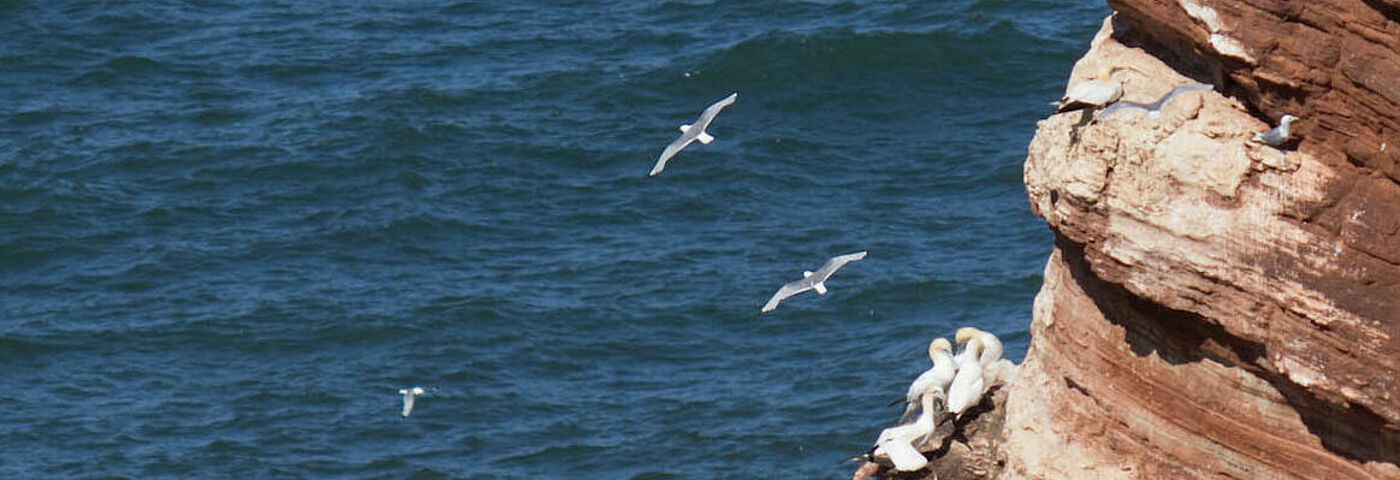 Möwen nisten auf der "Langen Anna" auf der Nordseeinsel Helgoland.
