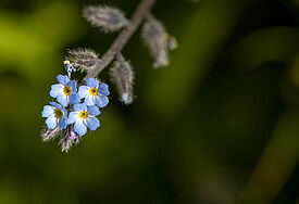 Blume Vergissmeinnicht