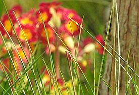 Blumen im Gras
