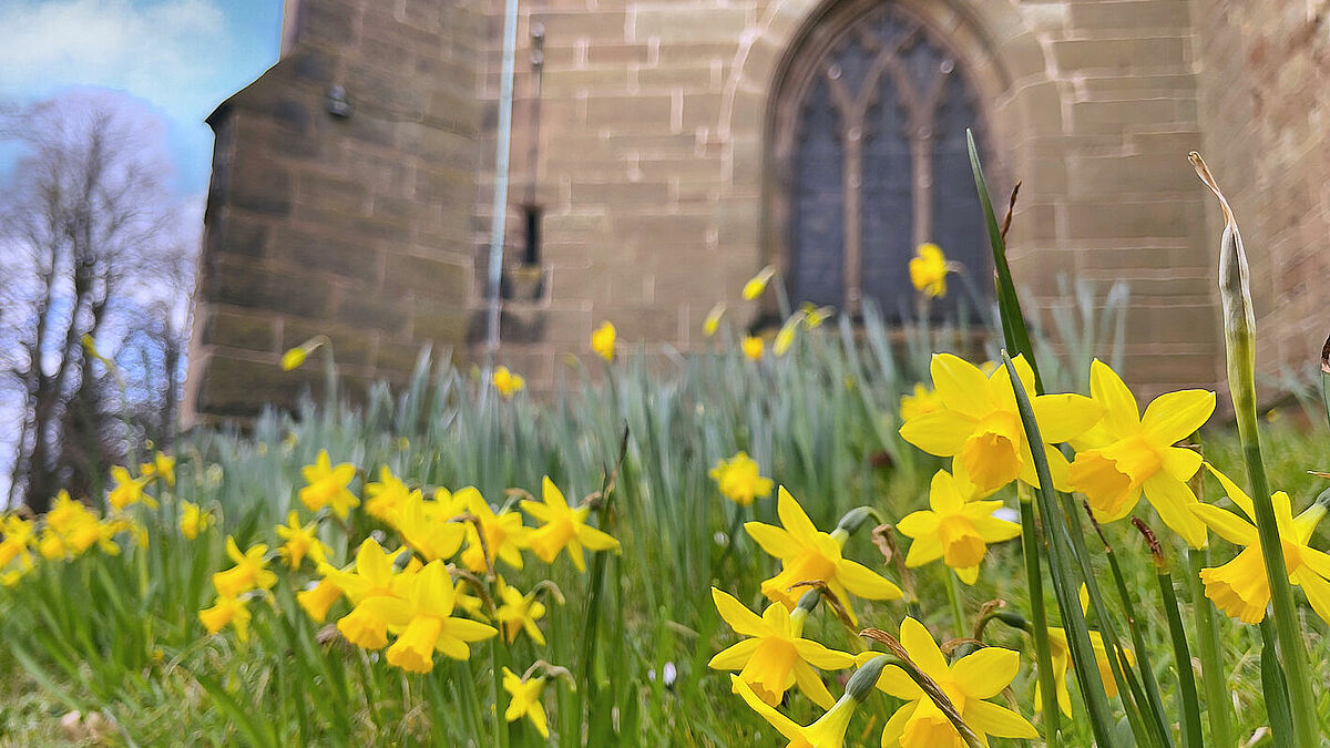 Osterglocken blühen im Frühling vor einer Kirche.