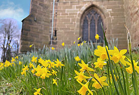 Osterglocken blühen im Frühling vor einer Kirche.