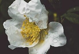 Weiße Rose 