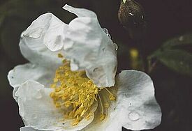 Weiße Rose 