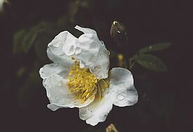 Weiße Rose 