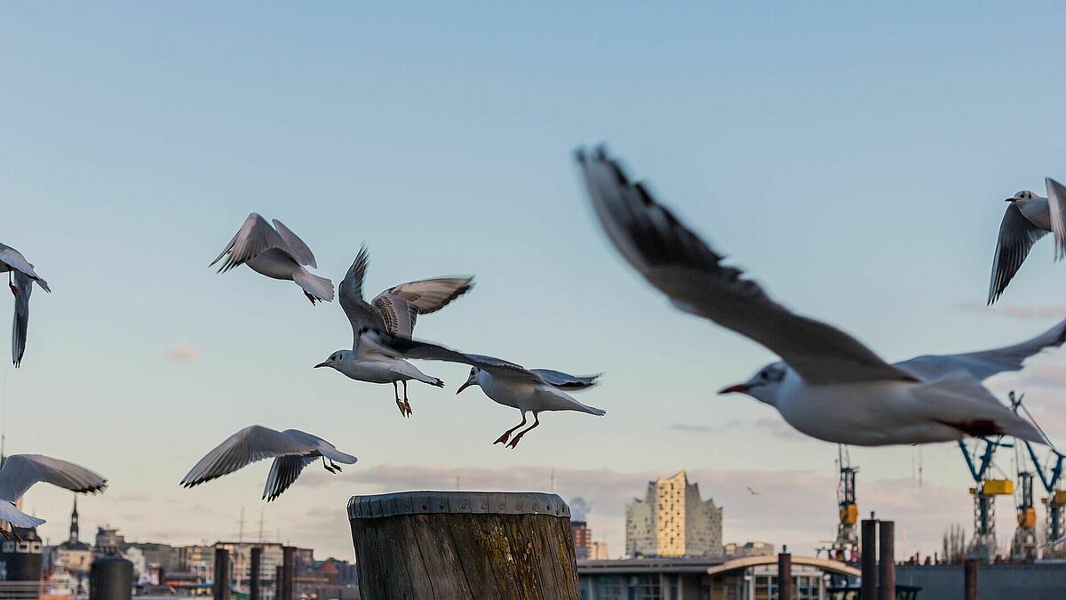 Mehrere Möwen fliegen im Vordergrund am Tag, im Hintergrund ist der Hamburger Hafen, bzw. die Elphi und ganz klein der Michel zu sehen