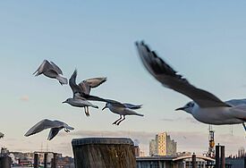 Mehrere Möwen fliegen im Vordergrund am Tag, im Hintergrund ist der Hamburger Hafen, bzw. die Elphi und ganz klein der Michel zu sehen
