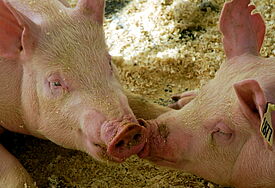 Moderne Tierhaltung ist zu einer Industrie mit Tieren geworden.