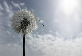 Pusteblume als Zeichen für Vergänglichkeit 